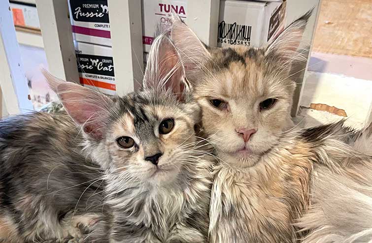 Maine Coon cat portrait