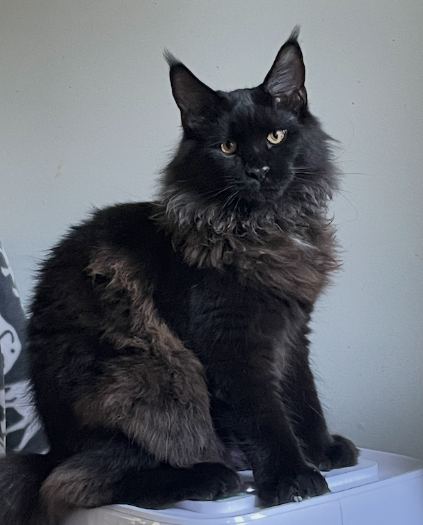 Biggie — Maine Coon queen