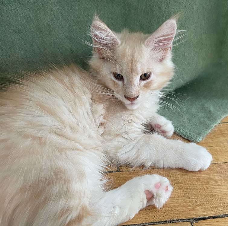 Bruno — Cream Maine Coon Maine Coon kitten