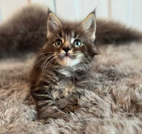 Cedar — Brown Tabby Maine Coon Maine Coon kitten
