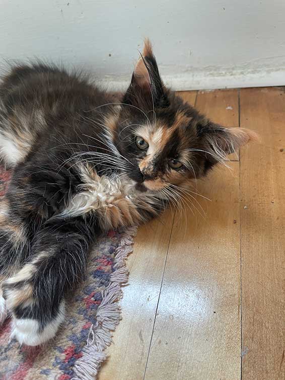 Fern — Brown Tabby Maine Coon Maine Coon kitten