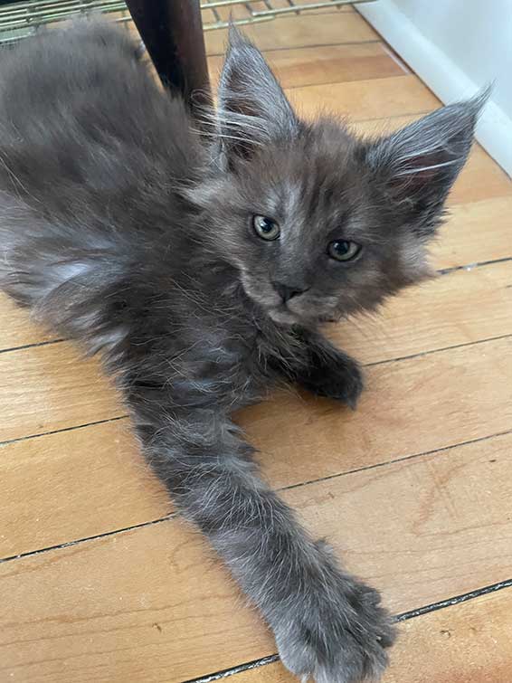 Maisey — Gray Tabby Maine Coon Maine Coon kitten
