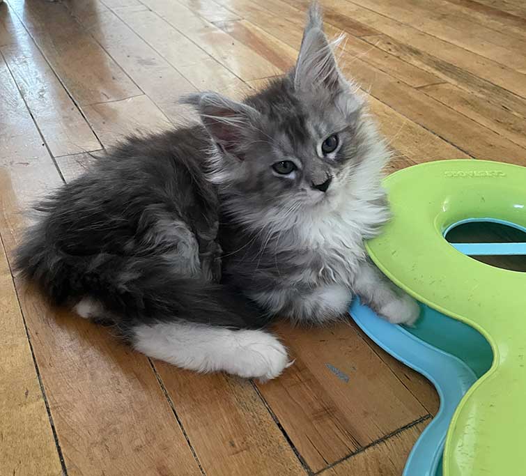 Silverado — Gray and White Tabby Maine Coon Maine Coon kitten